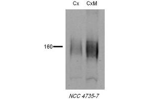 Western blot analysis of Rat tissue lysates showing detection of NCC protein using Rabbit Anti-NCC Polyclonal Antibody . (SLC12A3 antibody  (AA 74-95) (Atto 390))