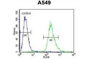 Flow cytometric analysis of A549 cells (right histogram) compared to a negative control cell (left histogram) using  PRR19 Antibody , followed by FITC-conjugated goat-anti-rabbit secondary antibodies. (PRR19 antibody  (Middle Region))