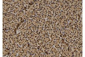 ABIN6272487 at 1/100 staining Mouse kidney tissue by IHC-P. (TMEM37 antibody  (N-Term))