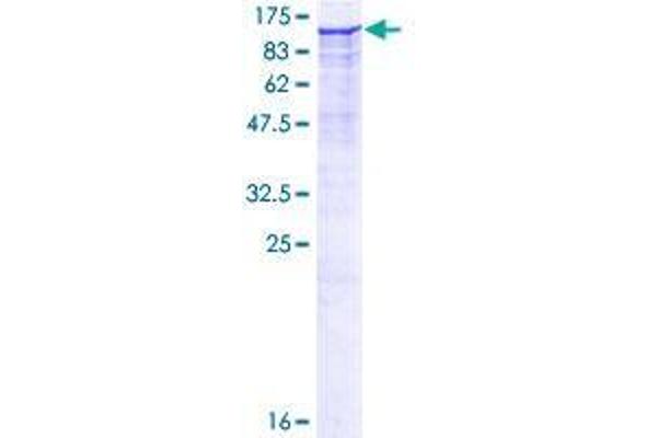 DPP8 Protein (AA 1-898) (GST tag)