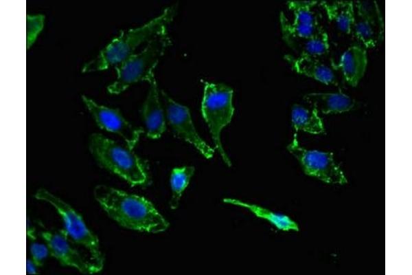 KIF14 antibody  (AA 261-531)