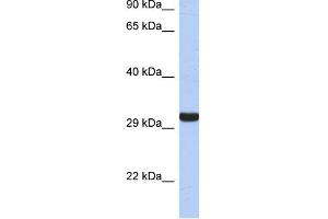 WB Suggested Anti-GZMK Antibody Titration:  0. (GZMK antibody  (Middle Region))