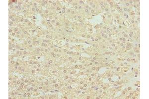 Immunohistochemistry of paraffin-embedded human adrenal gland tissue using ABIN7163048 at dilution of 1:100