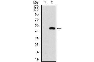 Western blot analysis using NFE2L2 mAb against HEK293 (1) and NFE2L2 (AA: 356-589)-hIgGFc transfected HEK293 (2) cell lysate. (NRF2 antibody  (AA 356-589))