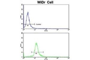 Flow Cytometry (FACS) image for anti-DEAD (Asp-Glu-Ala-Asp) Box Polypeptide 53 (DDX53) antibody (ABIN3003246) (DDX53 antibody)