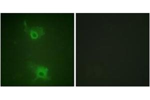 Immunofluorescence analysis of COS7 cells, using S1P Receptor EDG1 (Phospho-Thr236) Antibody.