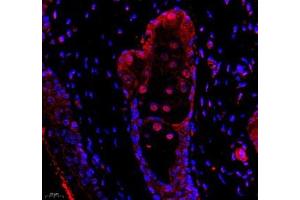 Immunofluorescence of paraffin embedded rat breast using DDX19B (ABIN7073694) at dilution of 1: 650 (400x lens)