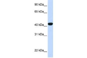 Western Blotting (WB) image for anti-Fumarylacetoacetate Hydrolase (Fumarylacetoacetase) (FAH) antibody (ABIN2458598)