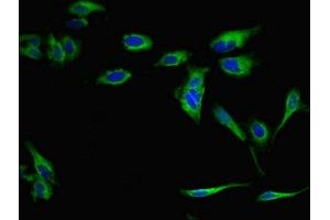 Immunofluorescent analysis of Hela cells using ABIN7166333 at dilution of 1:100 and Alexa Fluor 488-congugated AffiniPure Goat Anti-Rabbit IgG(H+L) (RP2 antibody  (AA 1-350))