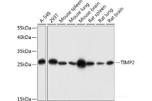 Western blot analysis of extracts of various cell lines using TIMP2 Polyclonal Antibody at dilution of 1:1000. (TIMP2 antibody)