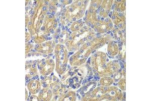 Immunohistochemistry of paraffin-embedded rat kidney using BAIAP2 antibody. (BAIAP2 antibody  (AA 362-521))