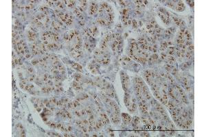 Immunoperoxidase of monoclonal antibody to MGAT4A on formalin-fixed paraffin-embedded human pancreas. (MGAT4A antibody  (AA 436-535))