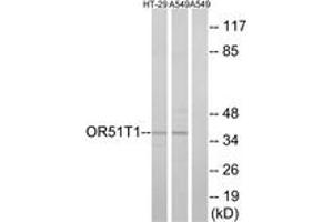 Western blot analysis of extracts from HT-29/A549 cells, using OR51T1 Antibody. (OR51T1 antibody  (AA 201-250))