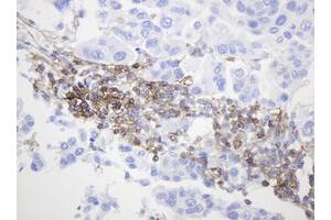 Image no. 4 for anti-CD99 (CD99) antibody (ABIN1497383) (CD99 antibody)