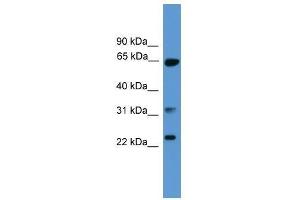 CLTA antibody used at 0. (CLTA antibody  (C-Term))