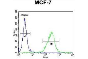 Flow cytometric analysis of MCF-7 cells  using OR6C4 Antibody (C-term) Cat. (OR6C4 antibody  (C-Term))
