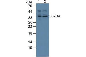 Figure. (AFT1 antibody  (AA 3-245))
