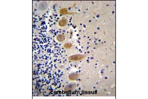 MST1 Antibody (C-term) (ABIN656286 and ABIN2845595) immunohistochemistry analysis in formalin fixed and paraffin embedded human cerebellum tissue followed by peroxidase conjugation of the secondary antibody and DAB staining. (MST1 antibody  (C-Term))