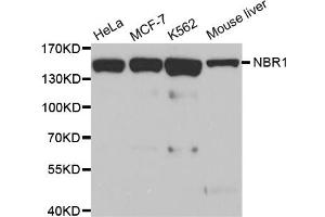Western blot analysis of extracts of various cell lines, using NBR1 antibody (ABIN5972123).