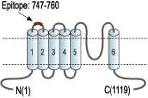 Representative domain view of the target of ABIN7043813.