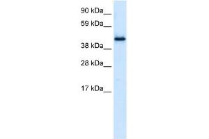 WB Suggested Anti-PLRG1 Antibody Titration:  0. (PLRG1 antibody  (N-Term))