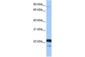 Western Blotting (WB) image for anti-serine/arginine-Rich Splicing Factor 9 (SFRS9) antibody (ABIN2462154)