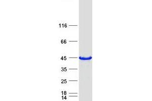 Validation with Western Blot (FNDC8 Protein (Myc-DYKDDDDK Tag))