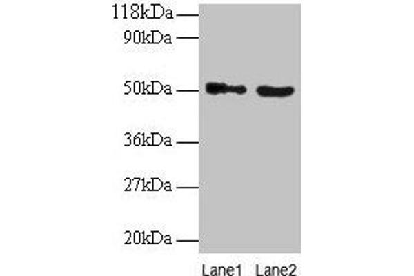VOPP1 antibody  (AA 23-172)