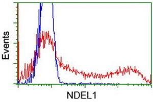 HEK293T cells transfected with either RC212323 overexpress plasmid (Red) or empty vector control plasmid (Blue) were immunostained by anti-NDEL1 antibody (ABIN2454688), and then analyzed by flow cytometry.