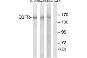 Western blot analysis of extracts from HuvEc/HepG2/HeLa cells, using EGFR (Ab-1071) Antibody. (EGFR antibody  (AA 1036-1085))