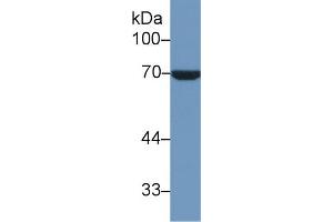 Western blot analysis of Human HeLa cell lysate, using Human HSPA1L Antibody (1 µg/ml) and HRP-conjugated Goat Anti-Rabbit antibody ( (HSPA1L antibody  (AA 1-641))
