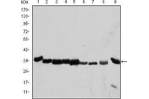 Western blot analysis using CDK1 mouse mAb against Hela (1), Jurkat (2), K562 (3), A431 (4), MCF-7 (5), RAW264. (CDK1 antibody)