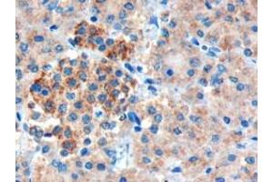 Immunohistochemistry (IHC) image for anti-Cholecystokinin B Receptor (CCKBR) (Internal Region) antibody (ABIN185407)