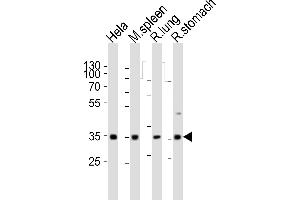 Western blot analysis of lysates from Hela cell line, mouse spleen, rat lung, rat stomach tissue (from left to right), using Ccnd3 Antibody (N-term) (ABIN6242272 and ABIN6577680). (Cyclin D3 antibody  (N-Term))