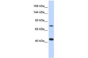 WB Suggested Anti-LRP8 Antibody Titration:  0. (LRP8 antibody  (Middle Region))