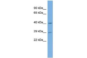 WB Suggested Anti-NAT15 Antibody Titration:  0. (NAT15 antibody  (Middle Region))