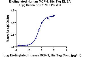 ELISA image for Chemokine (C-C Motif) Ligand 2 (CCL2) (AA 24-99) protein (His-Avi Tag,Biotin) (ABIN7275241)