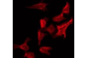 ABIN6274668 staining Hela by IF/ICC. (FRS3 antibody  (Internal Region))