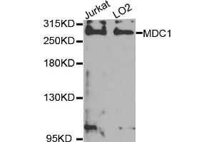 Western blot analysis of extracts of various cell lines, using MDC1 antibody. (MDC1 antibody)