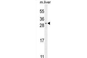 Western Blotting (WB) image for anti-Shisa Homolog 3 (SHISA3) antibody (ABIN2996383) (SHISA3 antibody)