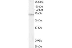 ABIN185017 (1µg/ml) staining of Hela lysate (35µg protein in RIPA buffer). (PES1 antibody  (N-Term))