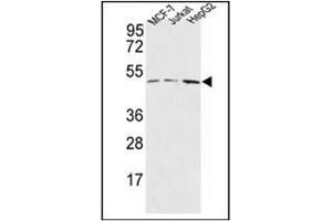 Western blot analysis of HAPLN1 Antibody (N-term) in MCF-7,Jurkat,HepG2 cell line lysates (35ug/lane). (HAPLN1 antibody  (N-Term))