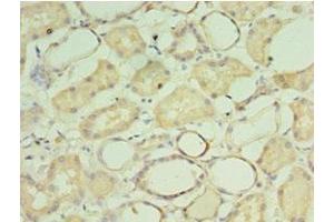 CRADD antibody  (AA 1-199)