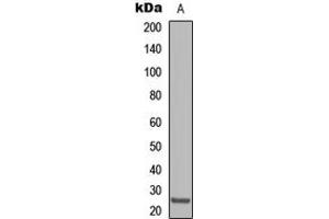 Western blot analysis of Claudin 8 expression in HepG2 (A) whole cell lysates. (CLDN8 antibody  (Center))