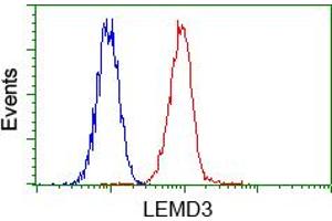 Image no. 2 for anti-LEM Domain Containing 3 (LEMD3) antibody (ABIN1499117) (LEMD3 antibody)