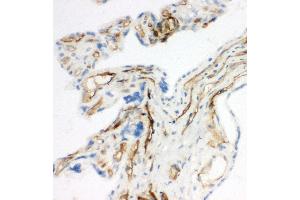 Anti-CD34 antibody, IHC(F) IHC(F): Rat Placenta Tissue (CD34 antibody  (C-Term))