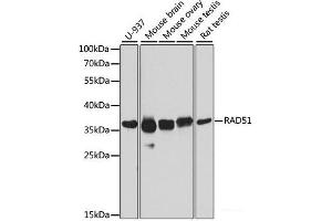 Western blot analysis of extracts of various cell lines using RAD51 Polyclonal Antibody at dilution of 1:1000. (RAD51 antibody)