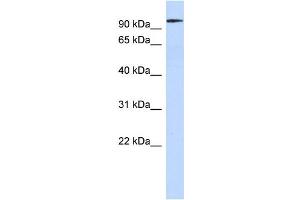 WB Suggested Anti-SP3 Antibody Titration:  0. (Sp3 antibody  (Middle Region))