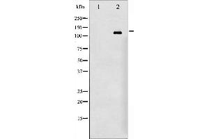 Western blot analysis of EGFR phosphorylation expression in 293 whole cell lysates,The lane on the left is treated with the antigen-specific peptide. (EGFR antibody  (pSer695))
