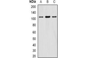 Western blot analysis of eIF3C expression in HepG2 (A), SW620 (B), mouse testis (C) whole cell lysates. (EIF3C antibody)